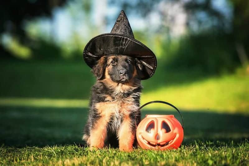 Prepare Your Dog for Halloween Ghosts, Goblins, and Dogs Do Not Mix