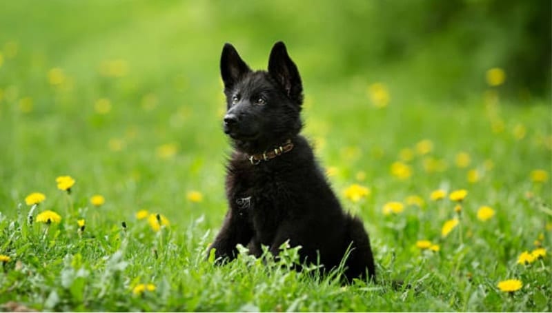 german shepherd colors black puppy