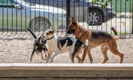 dogs at dog parks