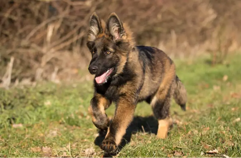 male sable german shepherd