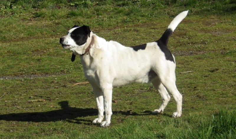 black and white dog posturing