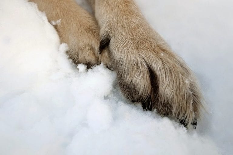 Canine Frostbite Recognizing and Treating It German Shepherd Country