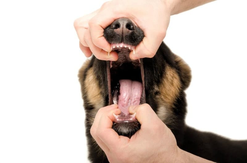 My Dog Swallowed Something 5 Tips to Help You Determine Your Next Move