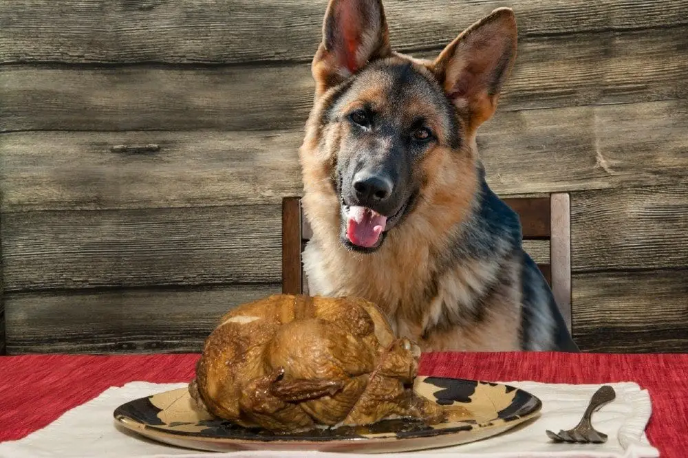thanksgiving tips for dogs