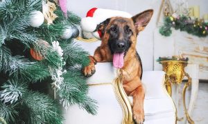 puppy proofing at christmas