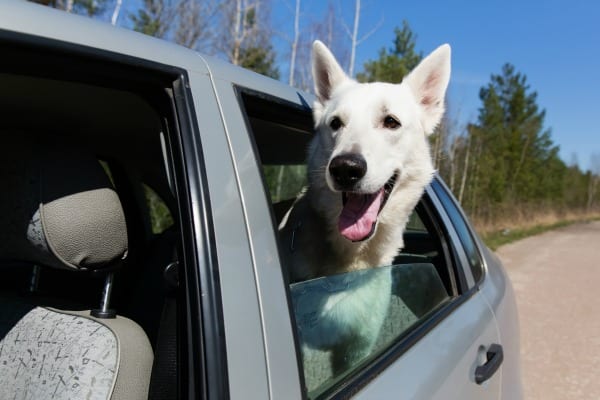 Puppies and Car Rides – Make Trips Safe and Fun | German Shepherd Country