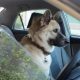 puppies and car rides