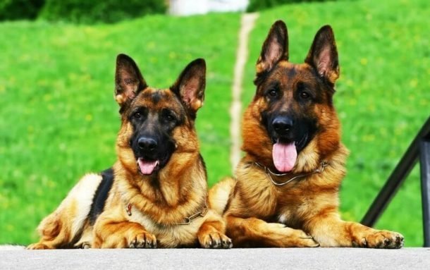 Male Dogs versus Female Dogs – Which Gender Is Right For You? | German ...