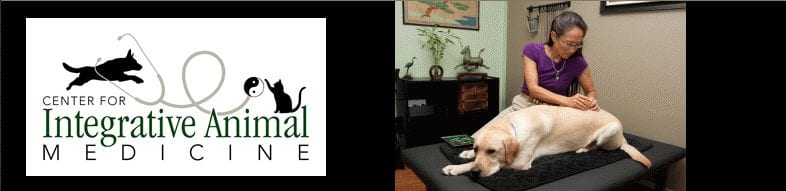 Dr. Madeline Yamate applying acupuncture on a yellow lab