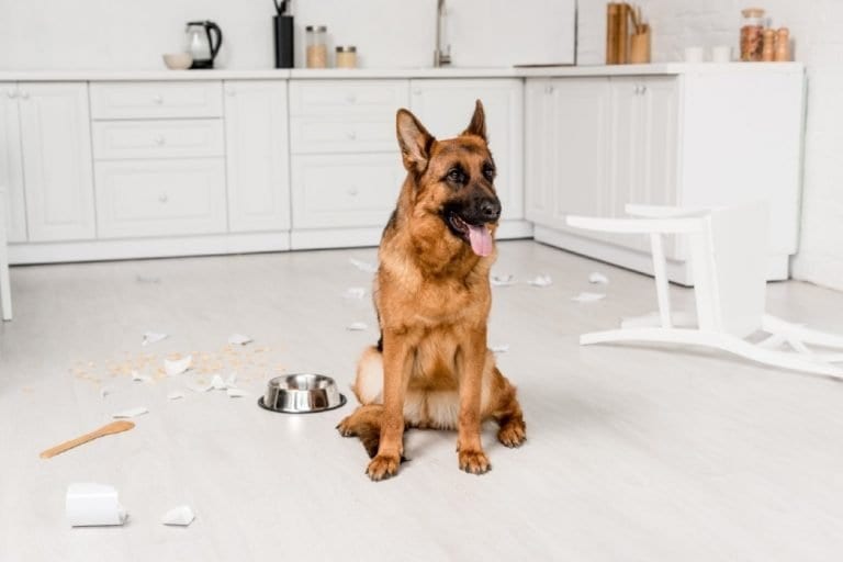 Dealing with Dog Separation Anxiety German Shepherd Country