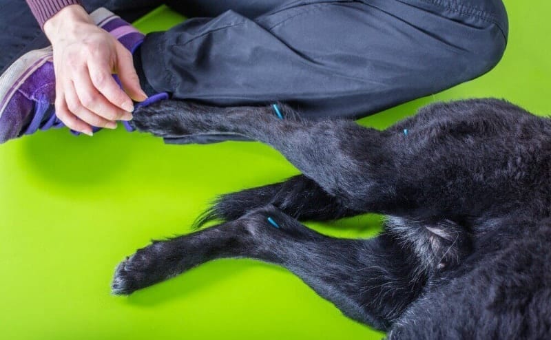 acupuncture for dogs
