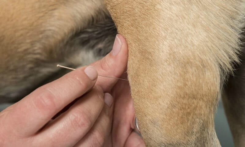 acupuncture needle inserted in dog's leg