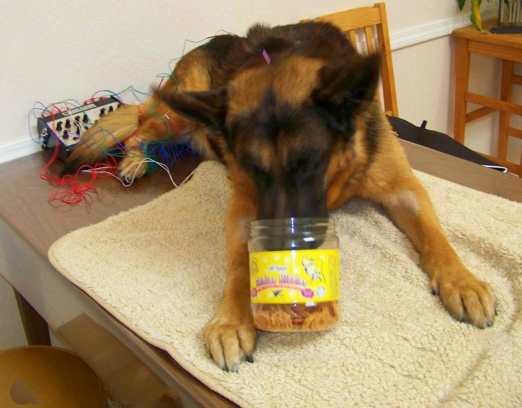 acupuncture session on german shepherd