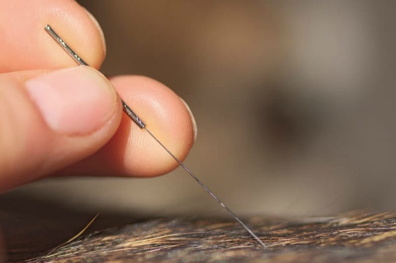 acupuncture for dogs