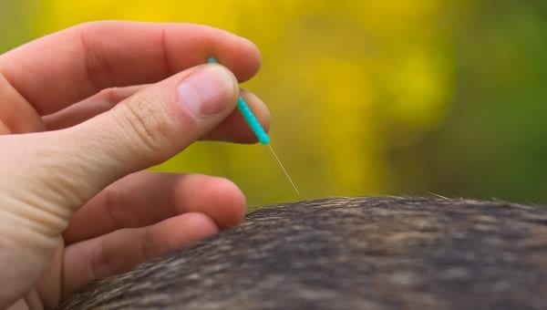 acupuncture for dogs