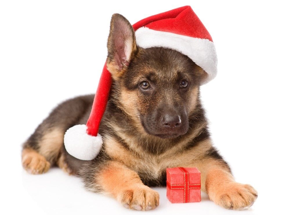 holiday travel with german shepherd