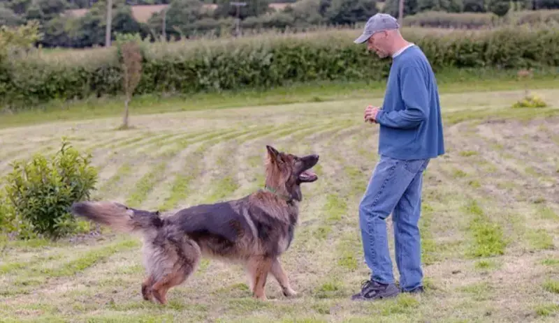 how do you train a german shepherd basic commands