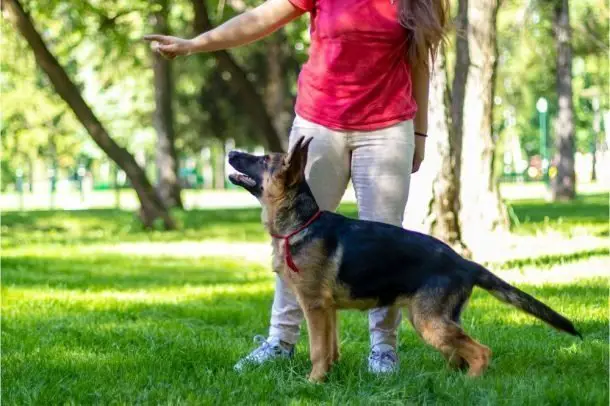 german-dog-commands-the-why-and-how-german-shepherd-country