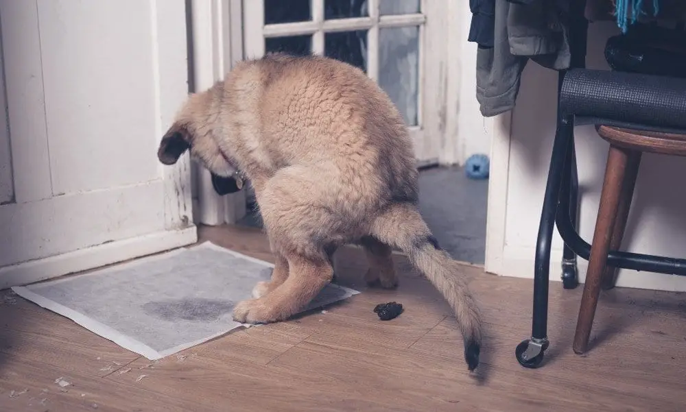 Holiday Travel with a New Puppy German Shepherd Country