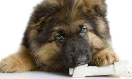 GSD Puppy Chewing Bone