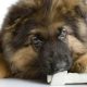 GSD Puppy Chewing Bone
