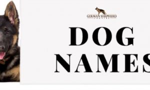 dog names