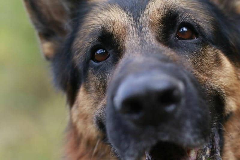Selecting a German Shepherd Dog – Breeder vs. Adoption or Rescue