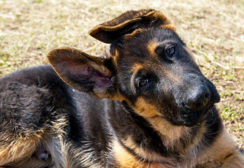 Selecting a German Shepherd Dog - Breeder vs. Adoption or ...