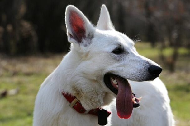 The White German Shepherd Dog | German Shepherd Country