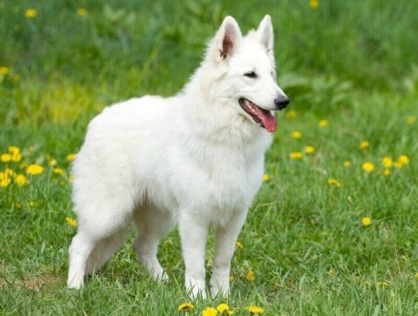 The White German Shepherd Dog | German Shepherd Country