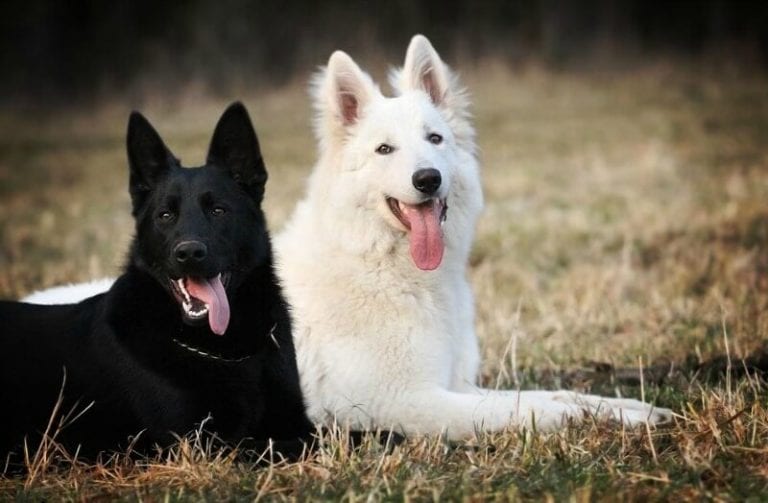 The White German Shepherd Dog | German Shepherd Country