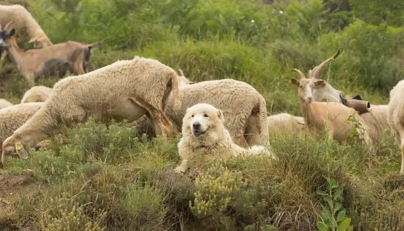 white german shepherd dog herding flock