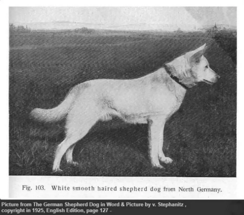 white german shepherd dog Berno von der Seewiese