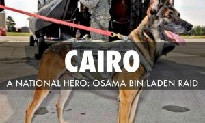 Belgian Malinois Cairo the War Dog
