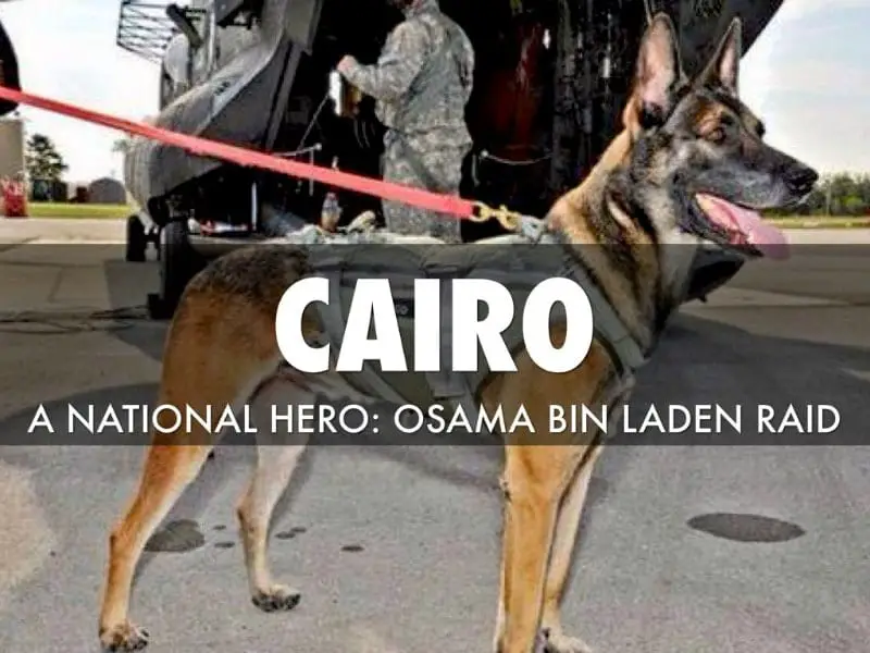 Belgian Malinois Cairo the War Dog