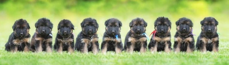 9 German Shepherd Puppies