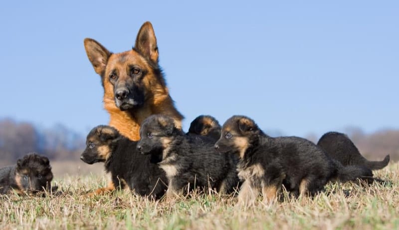 German Shepherd puppies with mom