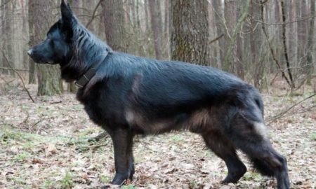 Bi-Color German Shepherd