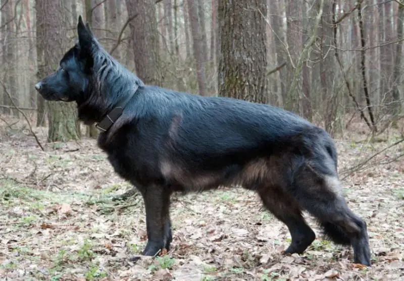 Bi-Color German Shepherd