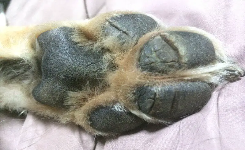 cracked dog paws