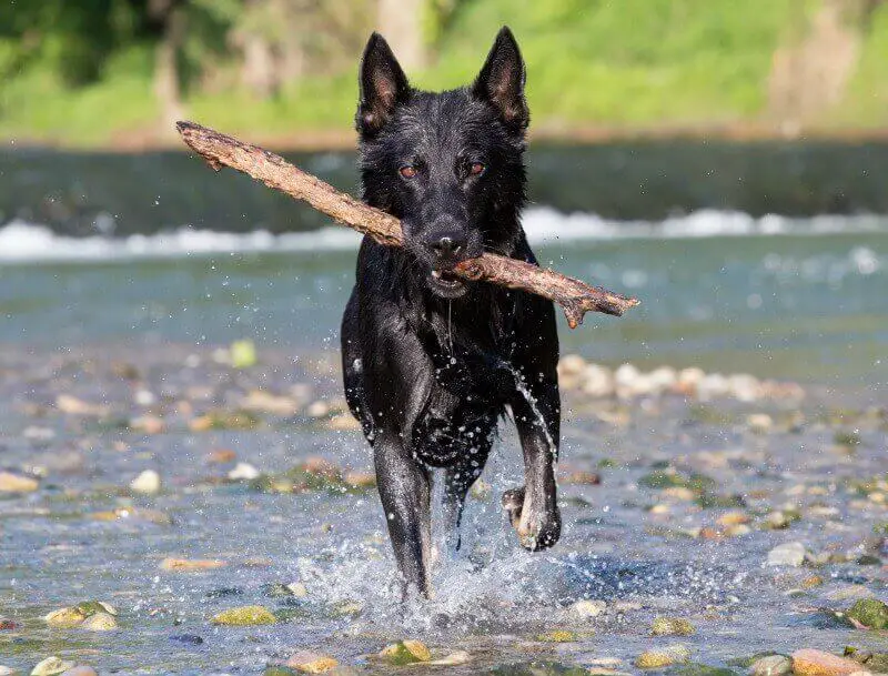 black german shepherd dog rumning with stick