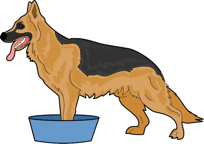 german shepherd dog standing in water bowl