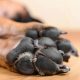 dog paws
