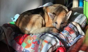 german shepherd rescue