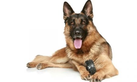 German Shepherd Dog