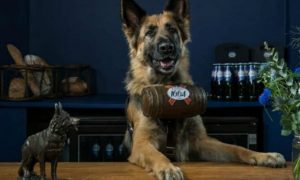 German Shepherds serve up cold brews