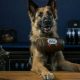 German Shepherds serve up cold brews