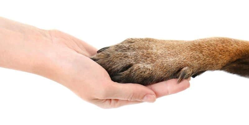 German Shepherd Paw