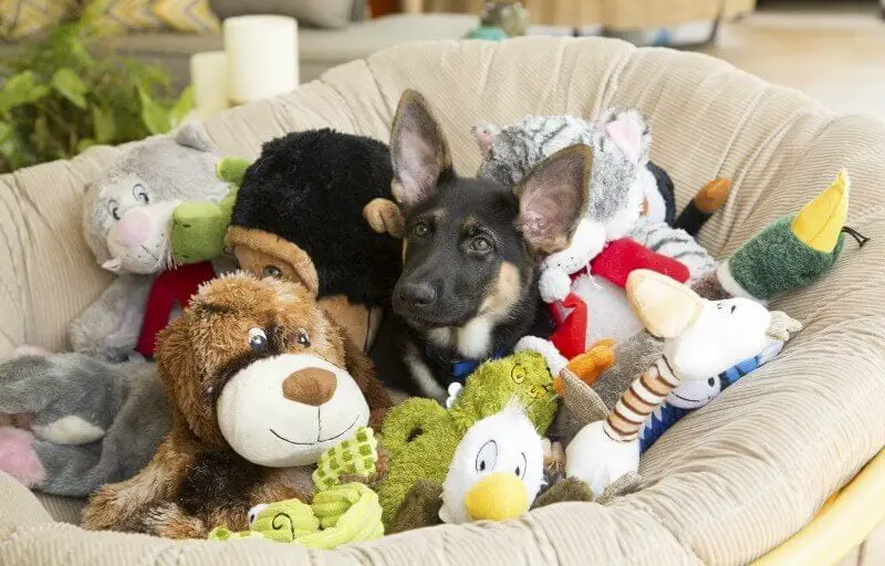 German Shepherd Puppy with Toys