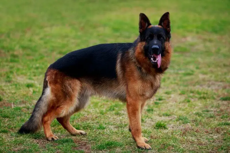 German Shepherd Tongue